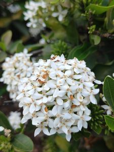 Close-up of a spherical cluster of delicate white five-petaled flowers with small brown centers.
