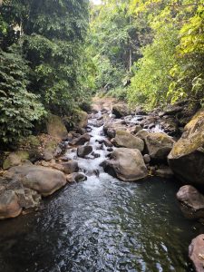 
A serene stream flows through a rocky landscape surrounded by lush green foliage.
