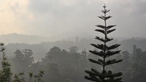 Silhouetted conifer tree stands tall against a hazy, forested landscape with distant hills under an overcast sky in a misty morning.
