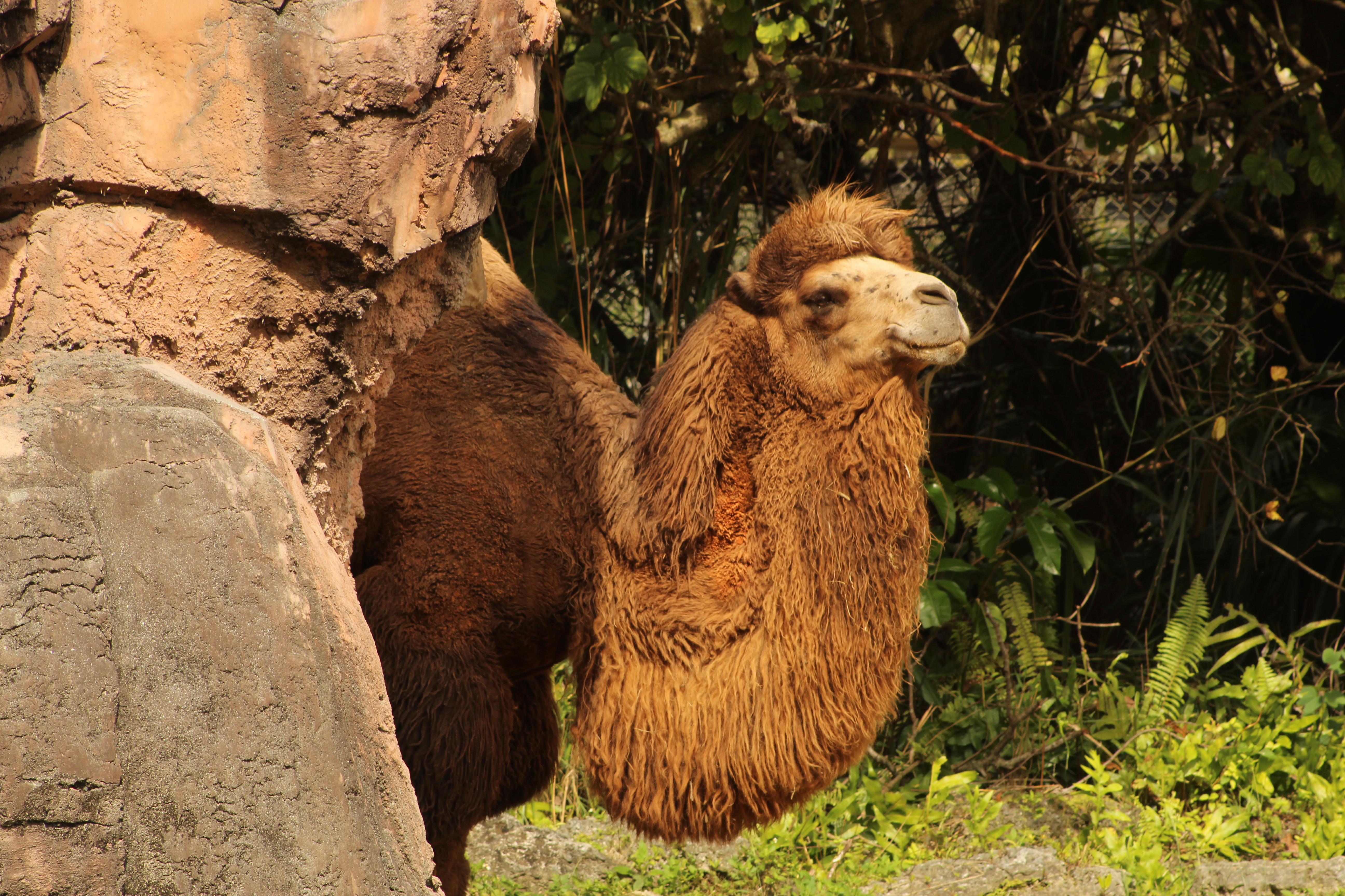 A camel stands beside a rocky formation, with its head tilted back slightly and eyes closed, giving a relaxed expression. The camel has a thick, shaggy brown coat, and the background features lush greenery, including ferns and leaves. Miami Zoo