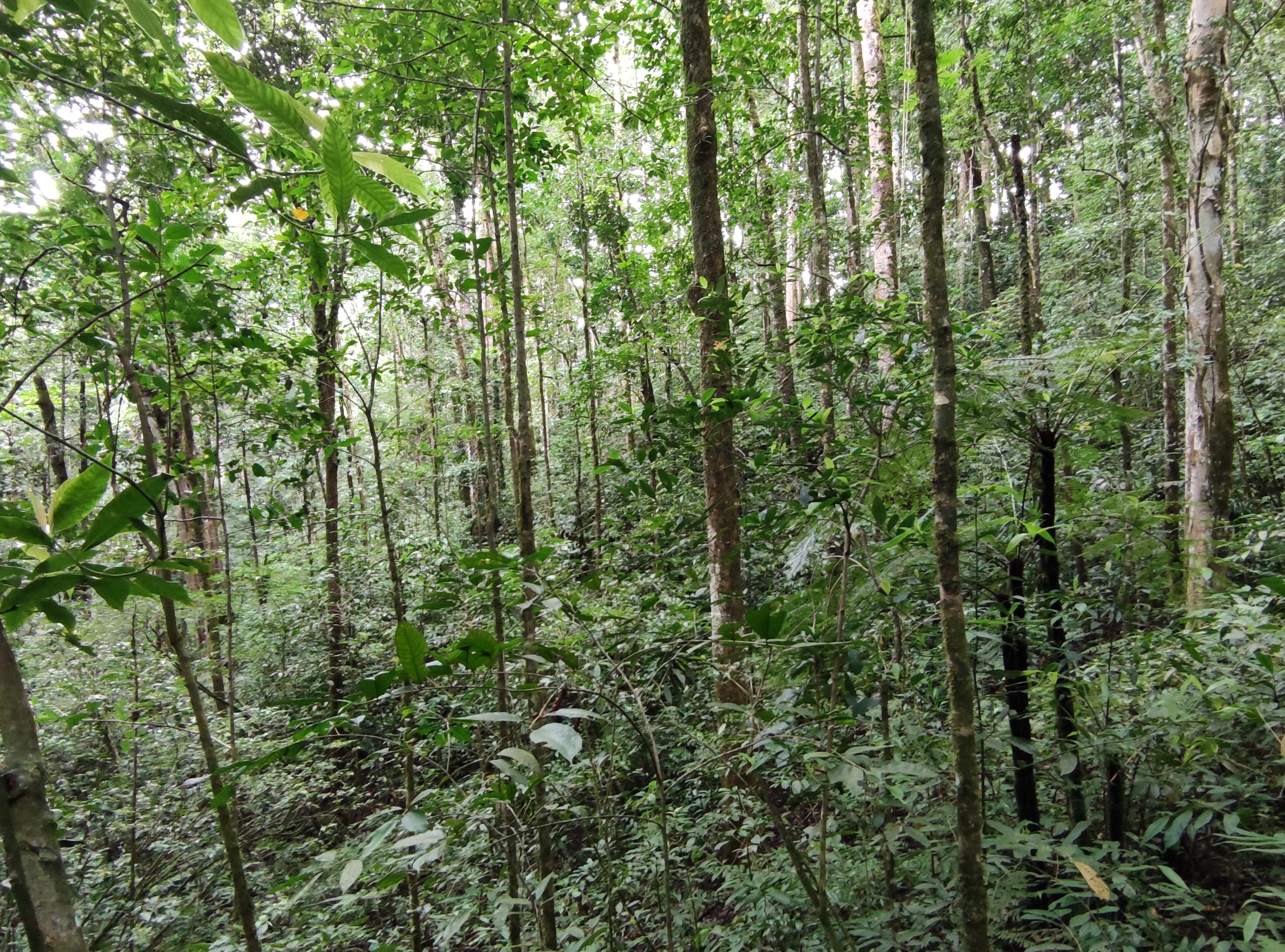 Bosque Húmedo, montañas de Costa Rica.