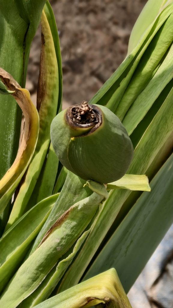 A green undeveloped fruit pod with a dark brown top section grows surrounded by long green leaves.