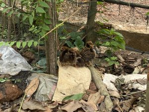 A group of five brown chicks cuddles together on a burlap sack among fallen leaves and plastic sheets in a garden, creating a cozy, natural scene.
