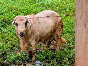 A light brown sheep stands in a lush green field, partially obscured by barbed wire fencing