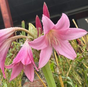 A detailed macro close-up view of bright pink lily flowers completely covered in crystal clear, fresh water droplets and dew after the rain, with a natural green background.