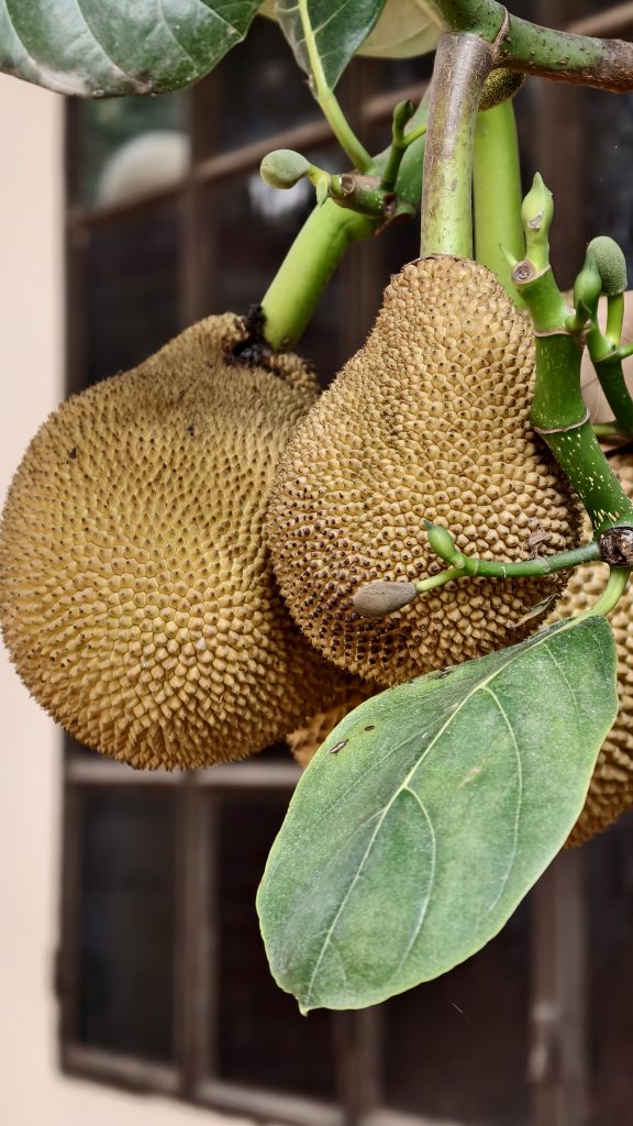 Two brownish yellow jackfruits with spiky textures hang from a green branch alongside a large green leaf and small undeveloped buds.