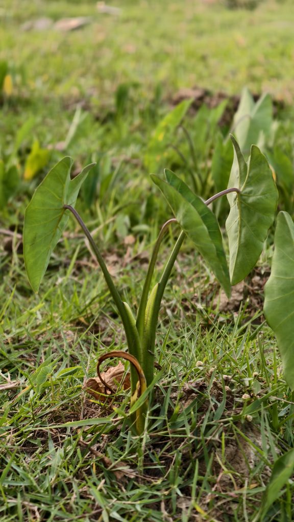 A young taro plant with three large heart shaped green leaves grows out of a patch of green grass.