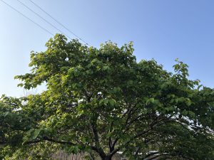 A lush green tree with dense foliage stretches across the upper portion of the image, set against a clear blue sky.