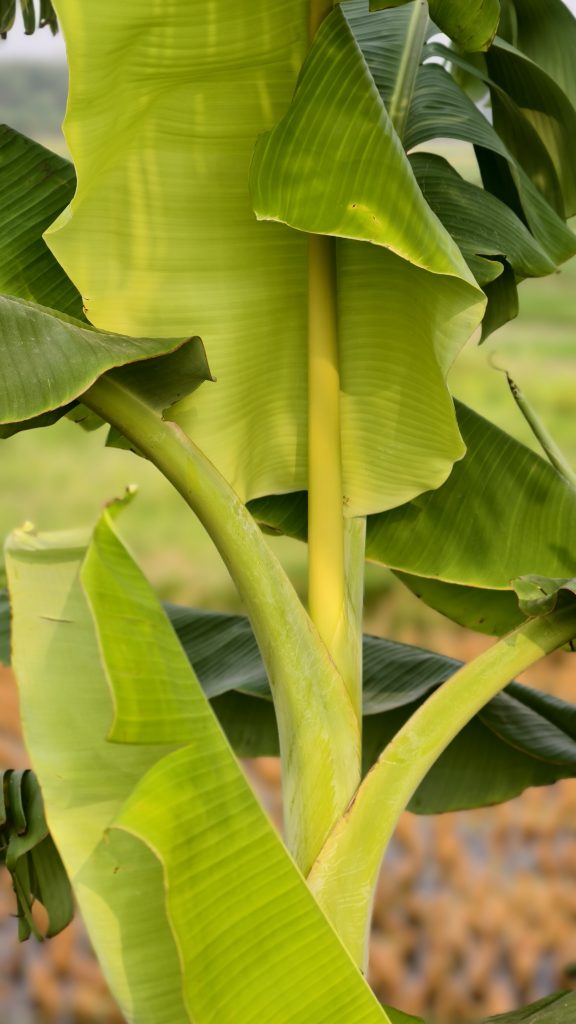 Close-up of a Banana plant with large vibrant green leaves and a smooth yellow-green stem.