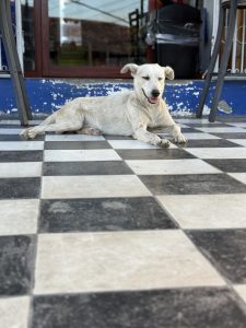 A light-colored dog relaxing on a black and white checkered floor outside a building in Granada.