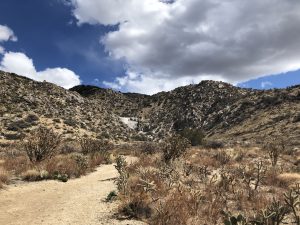 
A dusty path winds through a dry landscape dotted with sparse vegetation, including various cacti and shrubs.