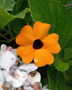 A close-up of a vibrant orange flower with a dark center, surrounded by green leaves. In the background, there are white flowers with hints of pink and brown.
