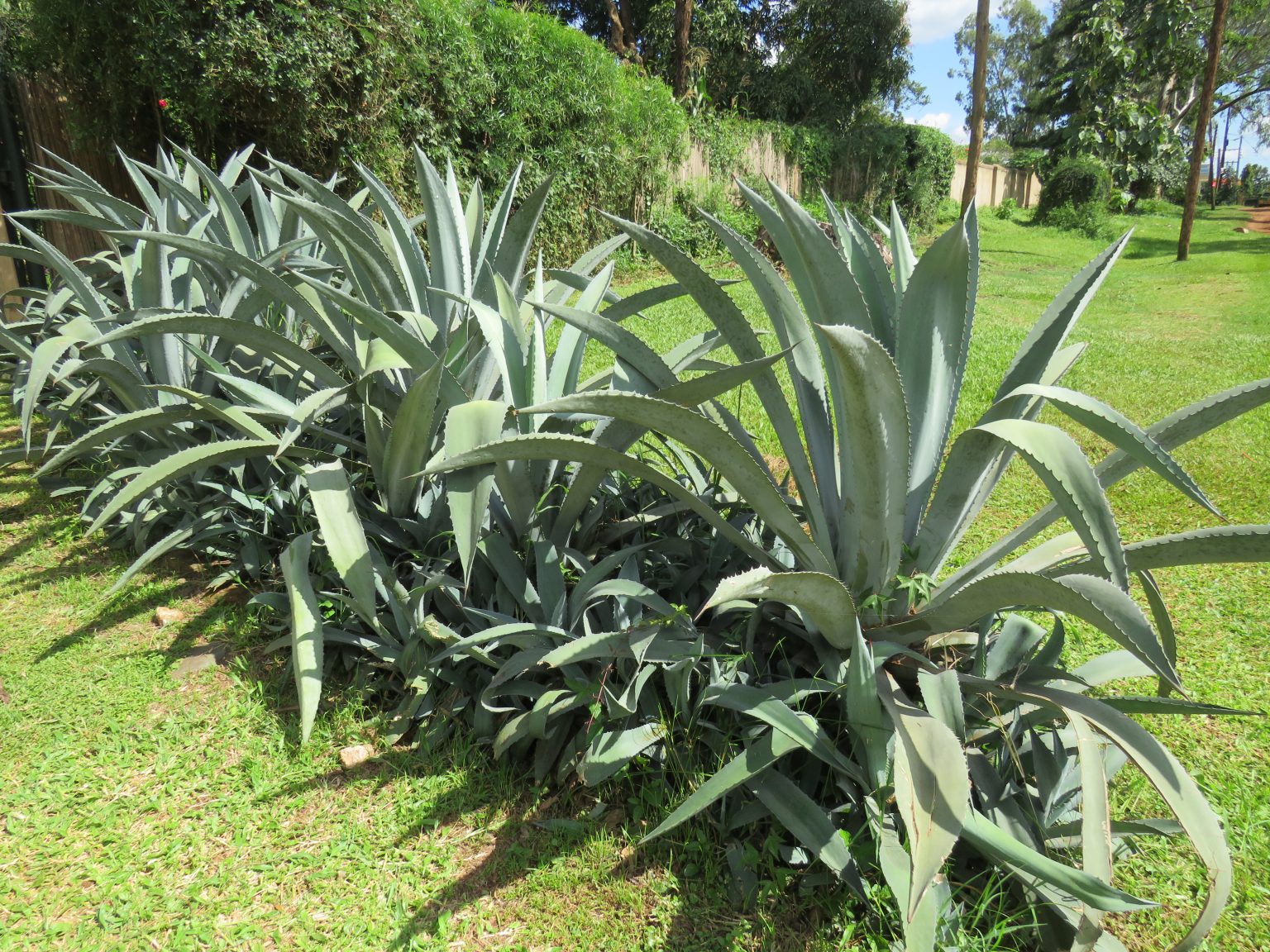 Multiple large agave plants with thick, pointed, light-blue-green leaves are planted in a row along a grassy area. The background features dense green hedges and a clear sky with a few clouds.