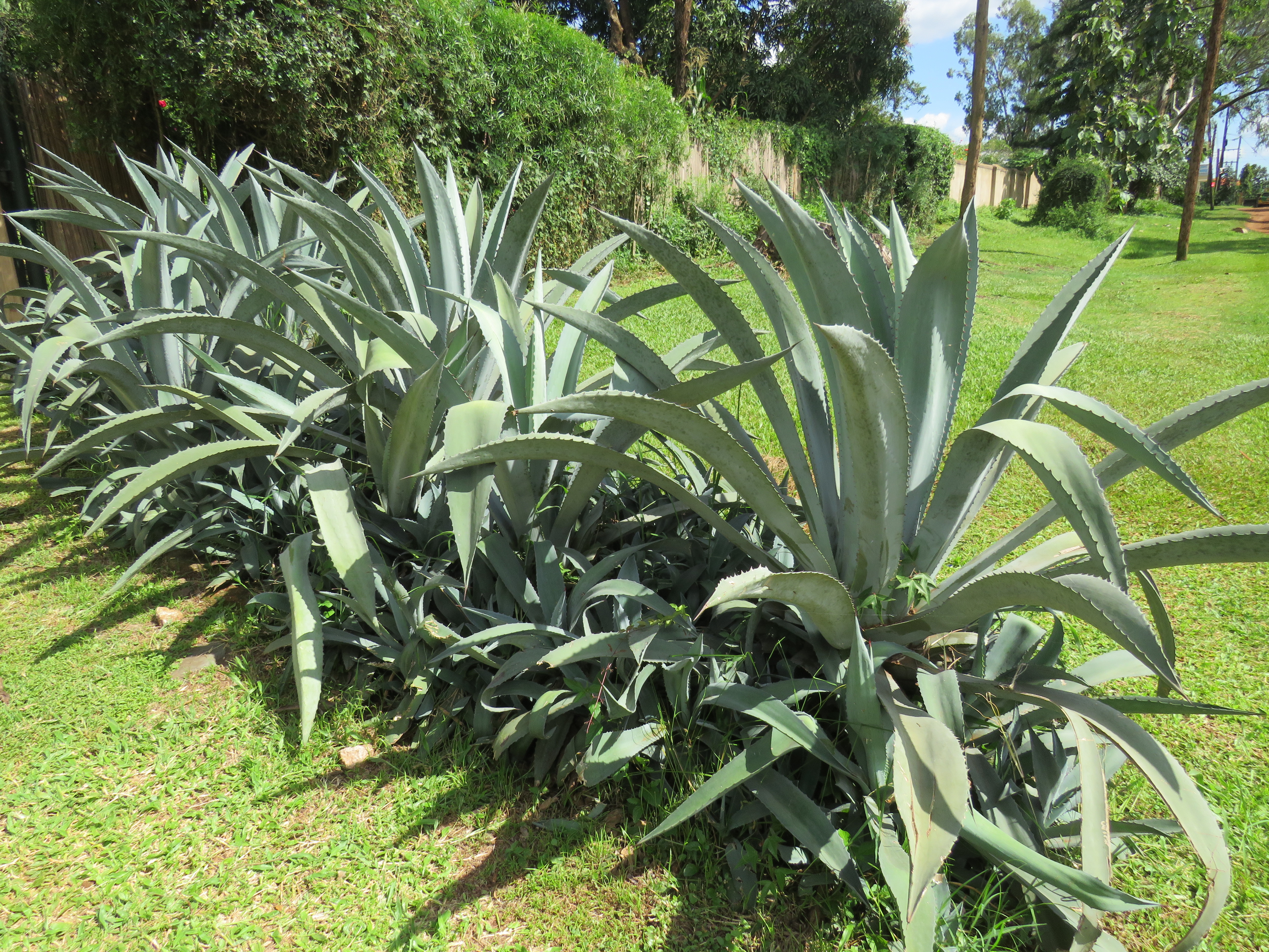 Multiple large agave plants with thick, pointed, light-blue-green leaves are planted in a row along a grassy area. The background features dense green hedges and a clear sky with a few clouds.