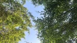 A view looking up at a bright blue sky framed by lush green tree foliage on either side, with a few branches reaching across the top and a thin power line visible in the center.
