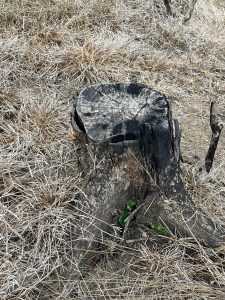 A weathered tree stump sits on dry, brown grass and soil. The stump has a darkened, charred surface, with visible rings and texture that indicate its age

