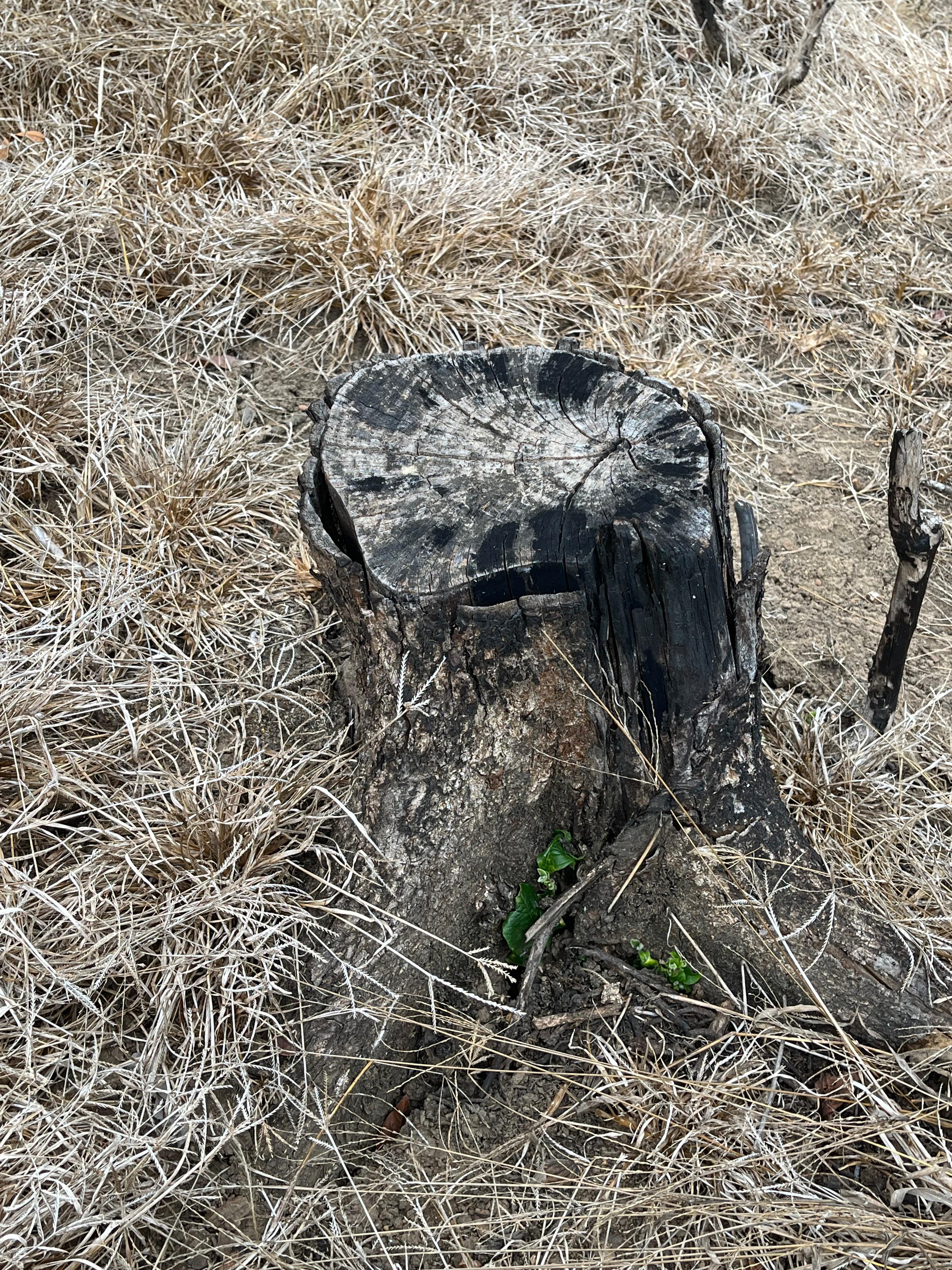 A weathered tree stump sits on dry, brown grass and soil. The stump has a darkened, charred surface, with visible rings and texture that indicate its age