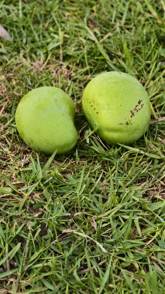 Two green mangoes rest side by side on a lawn of short green grass.