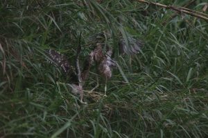 Two young Pond Heron chicks with soft feathers stand in tall green grass, appearing to interact.
