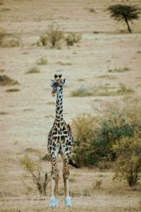 A giraffe standing alone in the open grassland of Masai Mara, Kenya. The area has dry grass and a few small bushes. The giraffe’s long neck and unique patterns are clearly visible.
