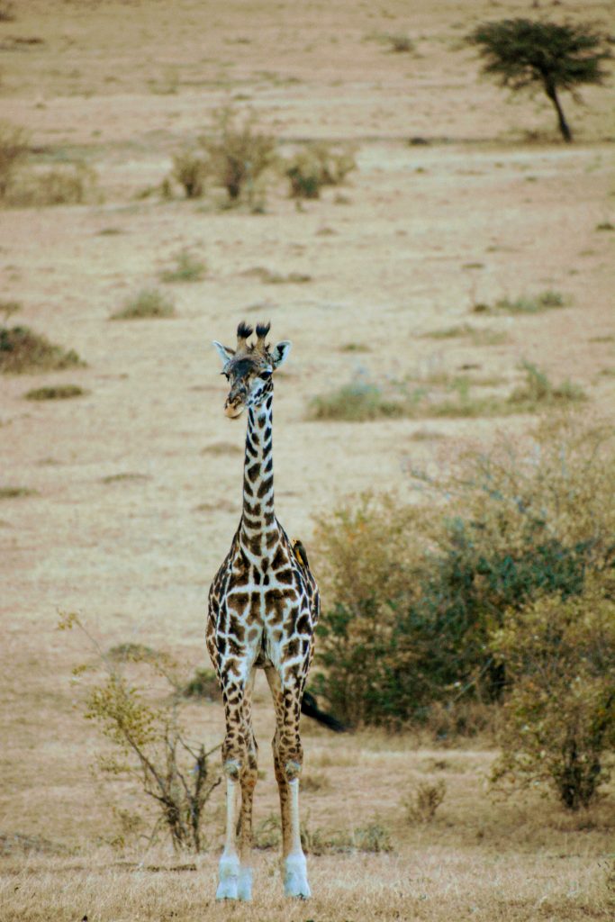 A giraffe standing alone in the open grassland of Masai Mara, Kenya. The area has dry grass and a few small bushes. The giraffe’s long neck and unique patterns are clearly visible.