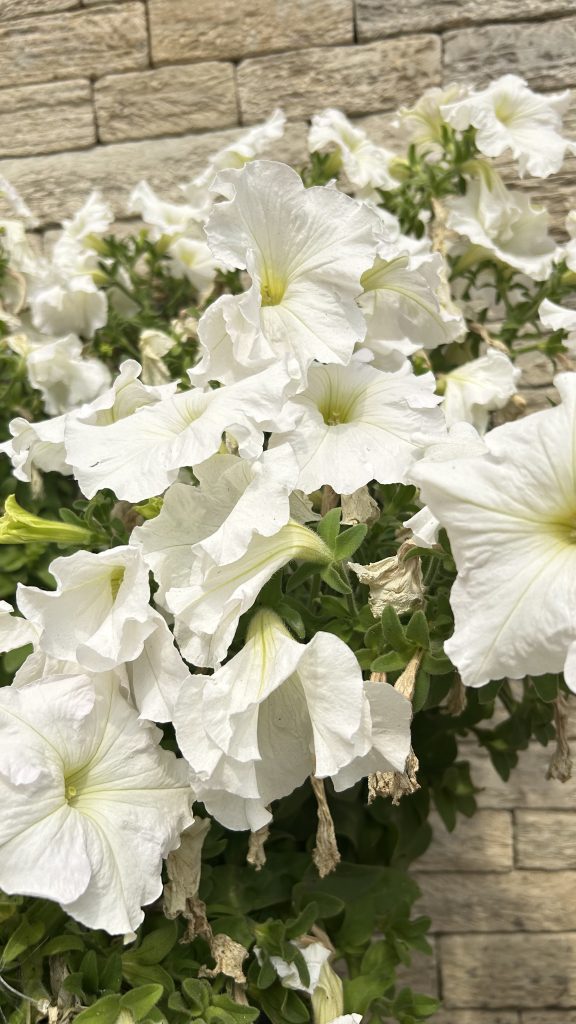 Close-up of white flower clusters with branches, fading into more blooms in the background.