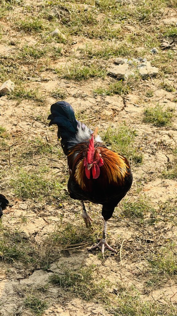A colorful rooster with red, orange, and black feathers stands on dry ground with some grass, facing the camera under bright daylight