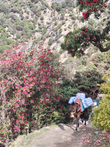 A mule carrying supplies walks along a narrow mountain path surrounded by bright red flowering bushes. Rocky hills and greenery form the scenic background.