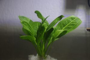 Green aquatic plant growing in a fish tank with soft lighting and blurred background.