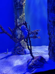 An underwater scene featuring a seahorse gripping onto a coral-like formation, with a textured, sandy bottom and blue-tinted lighting that creates a serene aquatic atmosphere. In the background, there are more coral structures and a wooden post covered in barnacles.