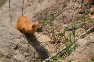 A yellow weasel stands on a large rock with green grass nearby.