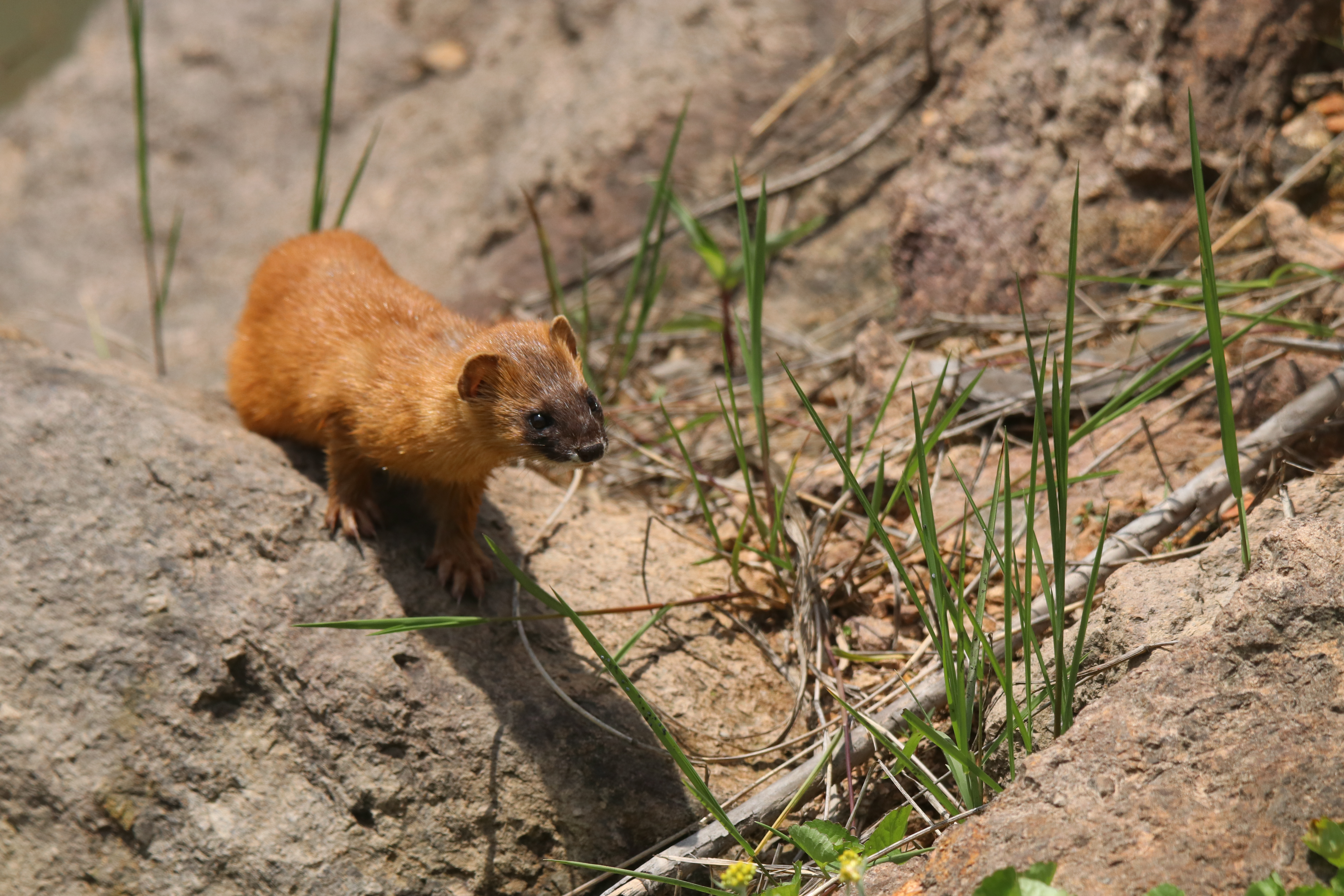 A yellow weasel stands on a large rock with green grass nearby.