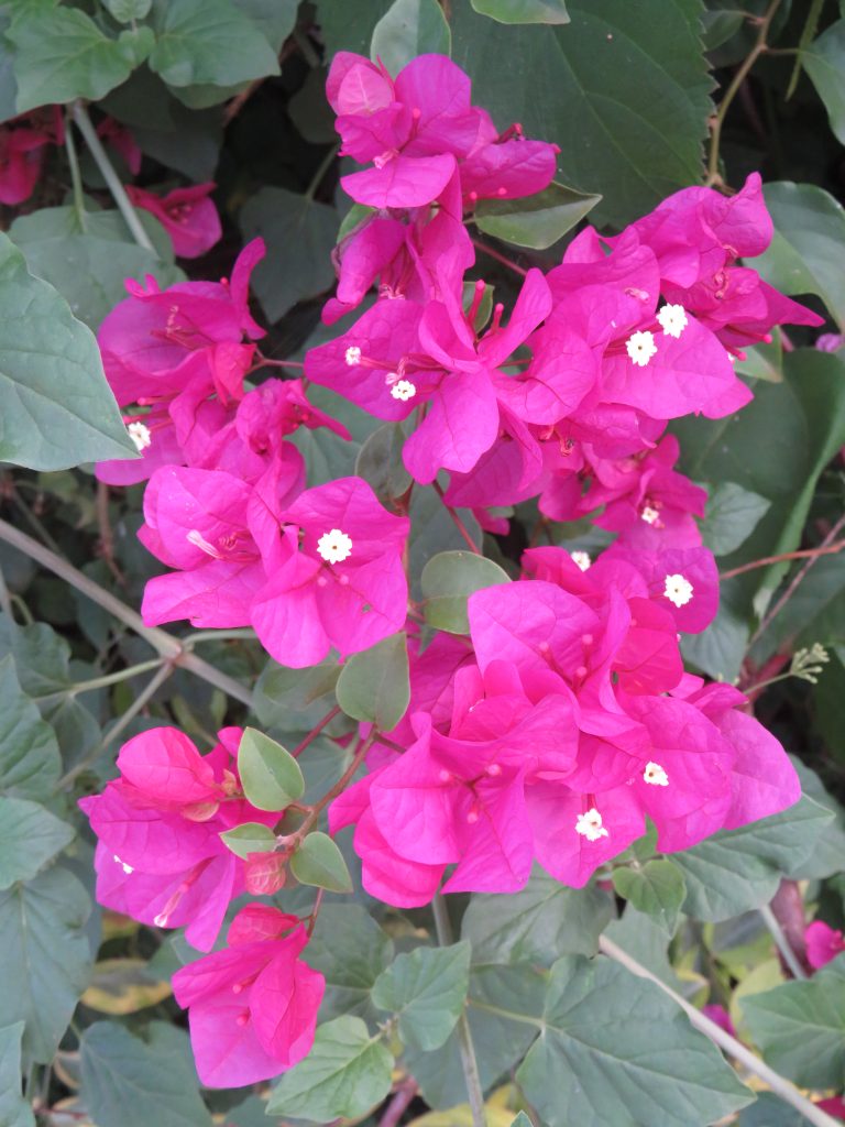 Bright pink bougainvillea with tiny white flowers, set against dark green foliage.
