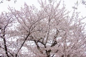 A densely branched cherry blossom tree, heavily adorned with delicate pink flowers, fills the frame against a soft, overcast sky. The intricate branches form a lush canopy of abundant blooms, showcasing the peak of the flowering season.
