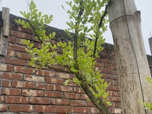 Young green leaves on a small branch against a rustic brick wall and cloudy sky.
