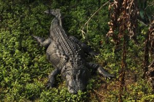 A large crocodile resting on green grass and plants, with dark gray textured skin, at Zoo Miami.