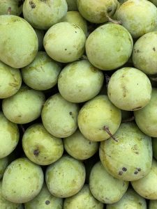 A close-up image of numerous green mangoes piled together, showcasing their smooth skin with a few blemishes and varying shades of green. The mangoes are round to oval in shape and some have small stems still attached.
