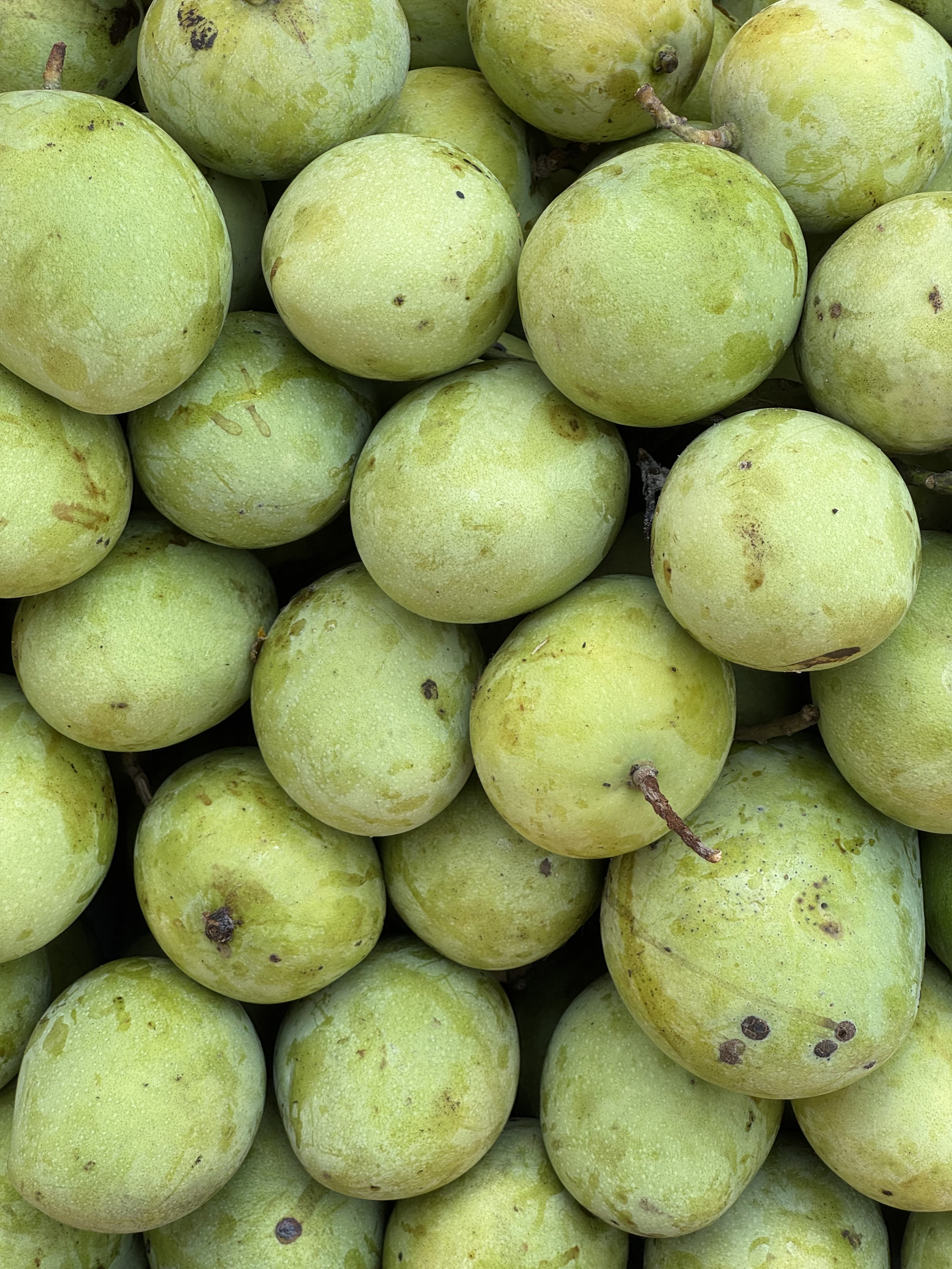 A close-up image of numerous green mangoes piled together, showcasing their smooth skin with a few blemishes and varying shades of green. The mangoes are round to oval in shape and some have small stems still attached.