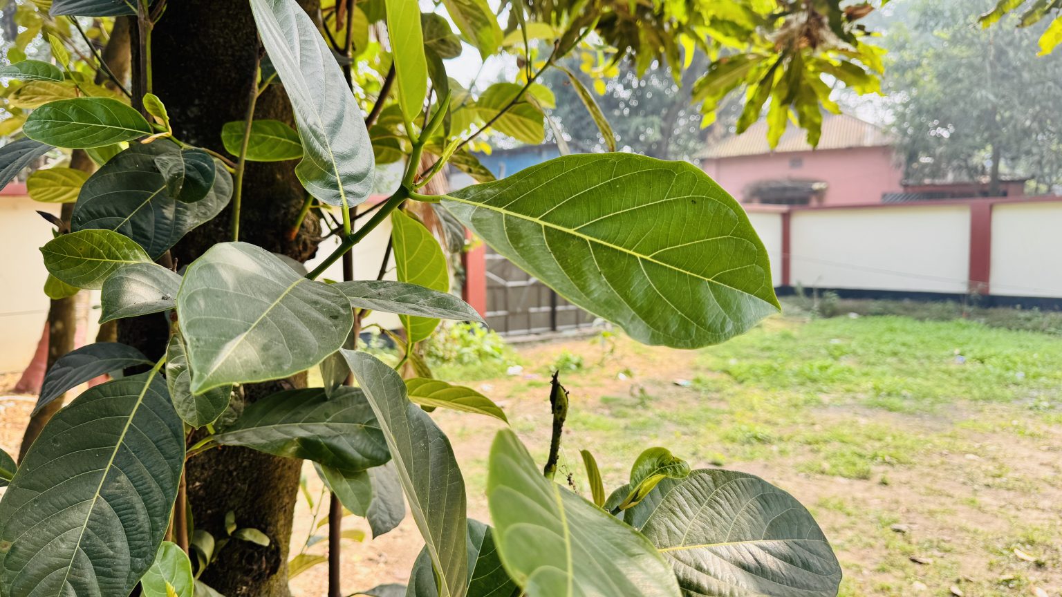 A close-up of large green leaves with clear veins, lit by sunlight, with a blurred yard and pink house in the background