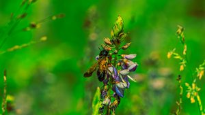 A close-up of a bee on purple flowers with a blurred green background.