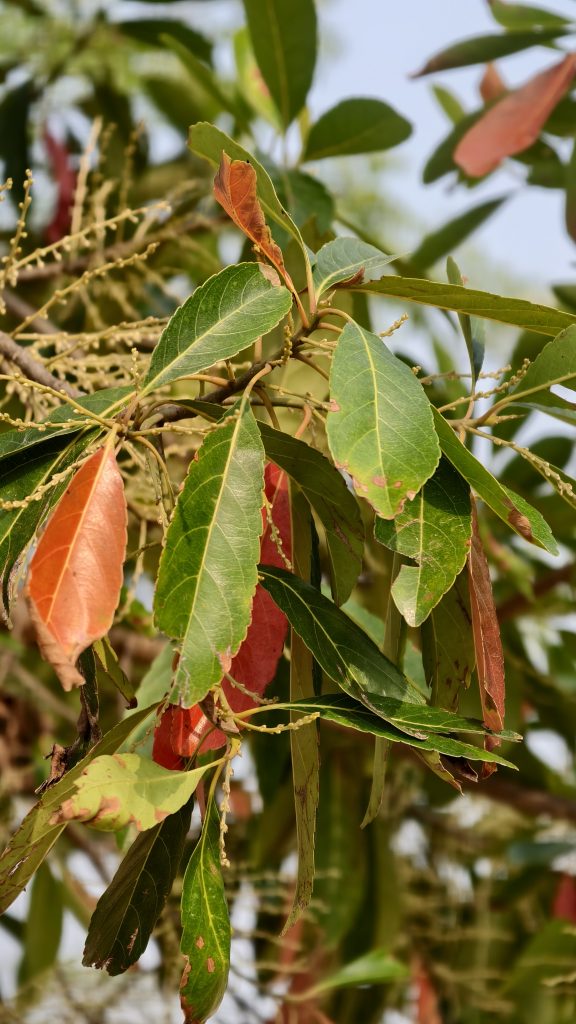 A close up of a tree branch featuring a mix of vibrant green and bright orange leaves with small yellow flower buds.