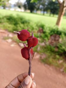 Hand holding a thin stem with three spiky red seed pods, sharply focused against a softly blurred outdoor background.