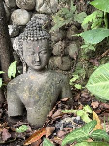 
A weathered stone bust of a Buddha sits partially hidden among lush green foliage and fallen leaves.