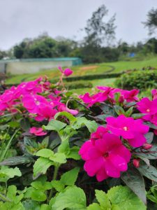 Bright pink flowers in full bloom surrounded by fresh green leaves, with a soft natural background that creates a peaceful, vibrant, and refreshing garden atmosphere
