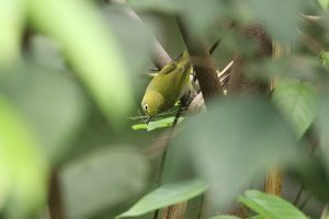 An Ashy-bellied White-eye collecting nesting materials.
