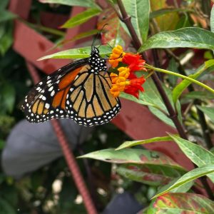 Close-up of a monarch butterfly on orange and yellow flowers, showing its vivid orange, black, and white wings.