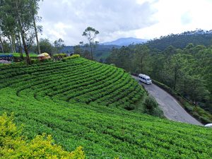 Terraced green tea plantations with a winding road on the right, a white van driving through. Tall trees and misty mountains in the background convey tranquility.