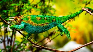 A full-body, side-profile photograph of a Rwenzori three-horned chameleon (Trioceros johnstoni) perched on a thin, dry branch.