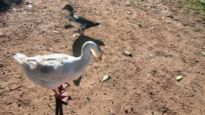 Two ducks are standing on a dusty, earthy ground scattered with small leaves and debris.