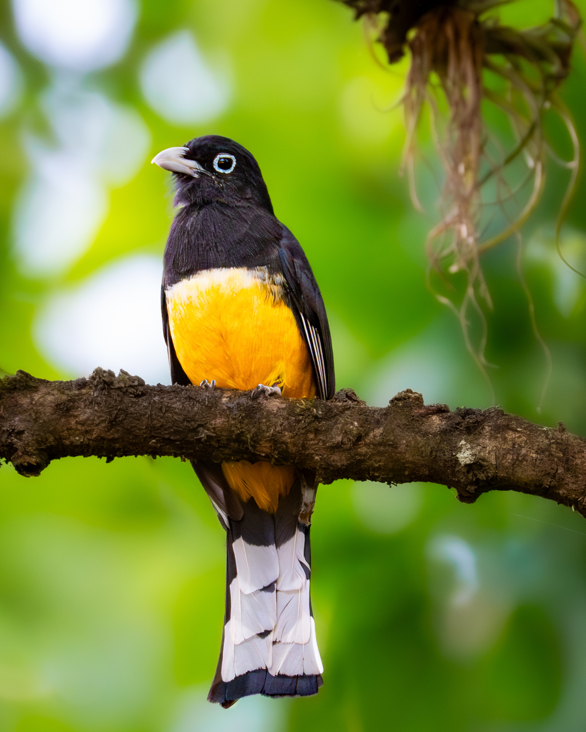 A colorful bird with a black head, orange-yellow belly, and long tail, perched on a branch against a soft green background.